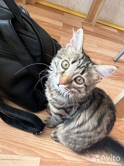 Отдам кошечку в добрые руки