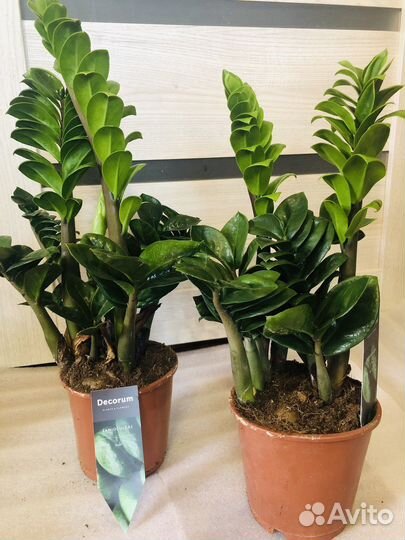 Замиокулькас зензи, Черный Равен