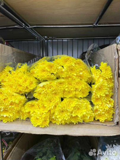 Хризантема кустовая свежий срез быстрая доставка