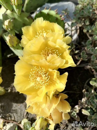 Многолетники(деленки)