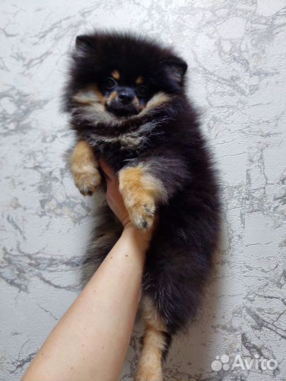 Померанский шпиц медвежьего типа