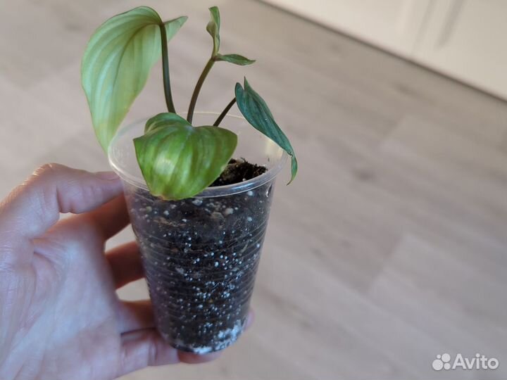 Филодендрон Мамей