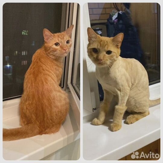Стрижка кошек и собак