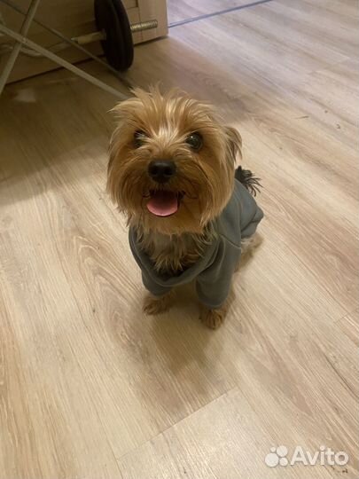 Йоркширский терьер вязка мальчик