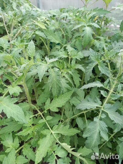 Рассада помидоров томатов