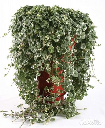 Будра пестролистная