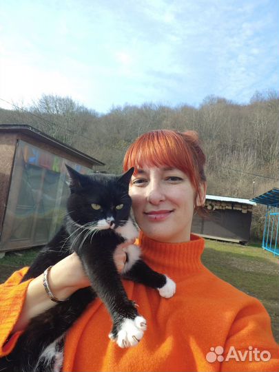 Кошка Баронесса ищет своего господина или госпожу