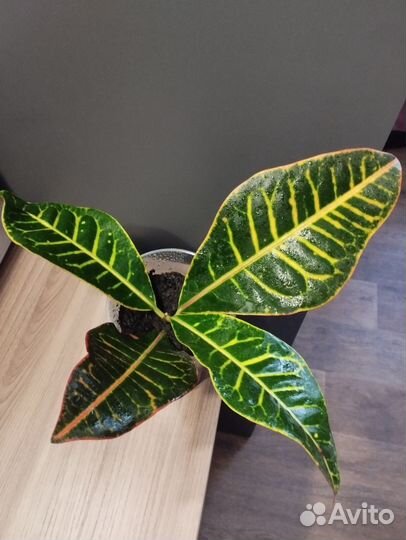 Кротон Кодиеум Петра