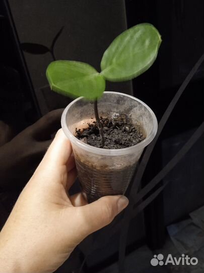 Замиокулькас долларовое дерево цветы в офис