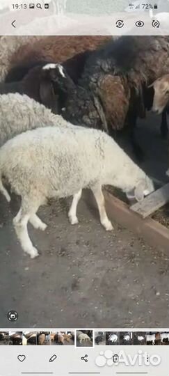 Баранчики на мясо