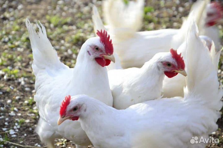 Продажа кур
