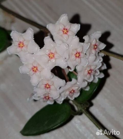 Хойи укорененные