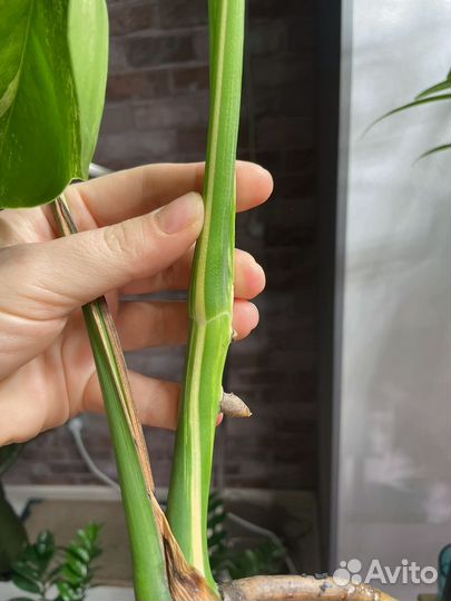 Монстера вариегатная Альба