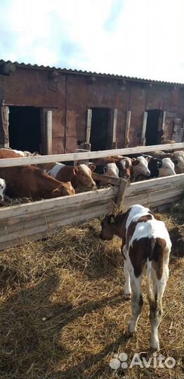 Бычки 1-3 мес