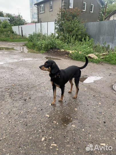 Собака в добрые руки отдам бесплатно