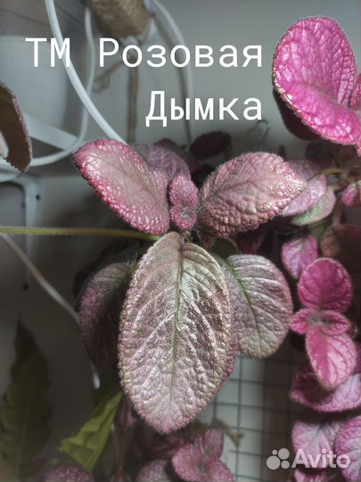 Эписции сортовые на срез