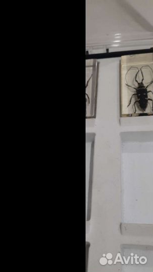 Коллекция насекомых в стекле