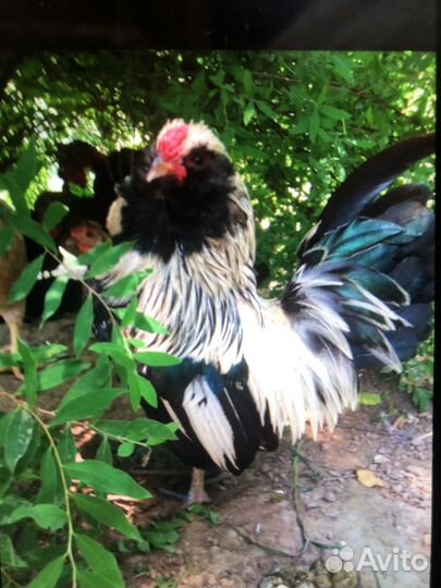 Петушки, цыплята Бентамки, Антверпенская бородатая