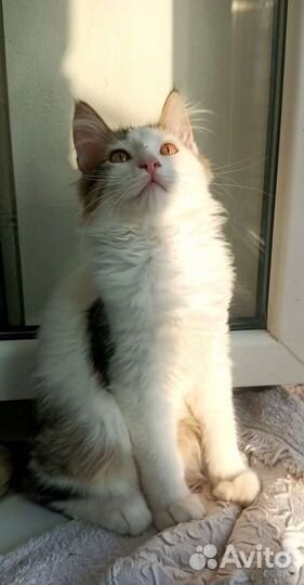 Выдают себя за мейкунов