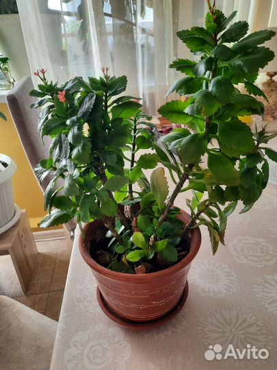 Домашние цветы цветущие