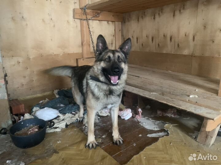 Австралийская овчарка в добрые руки