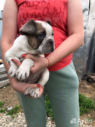 Французский бульдог