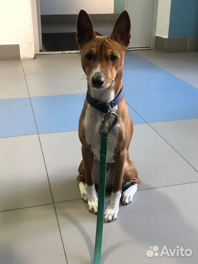 Басенджи вязка