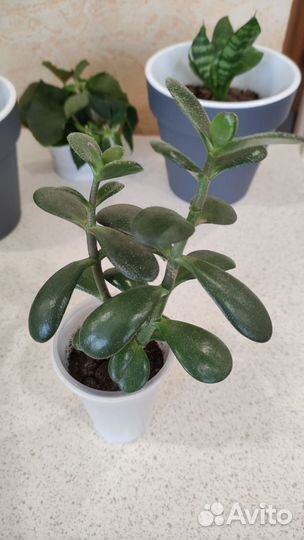 Комнатные растения цветы