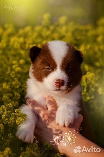 Якутская лайка щенки