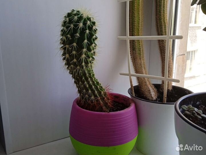 Кактусы и суккуленты