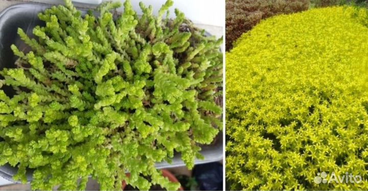 Роза Васагейминг, кусты, почвопокровники