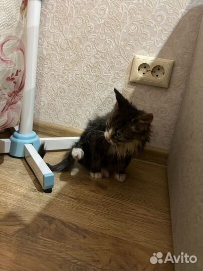 Котик бесплатно