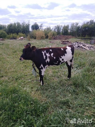 Тёлка 10 месяцев