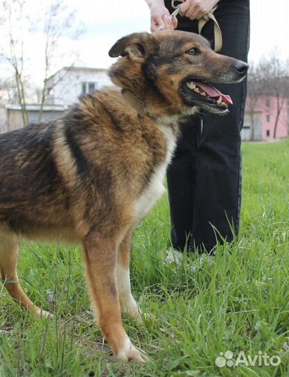 Кавказская овчарка(метис)