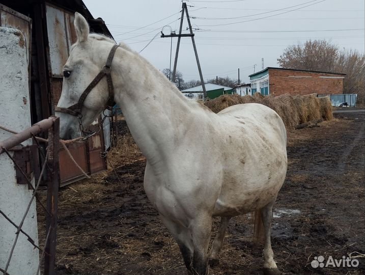 Лошадь с жеребенком