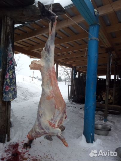 Мясо баранина тушка