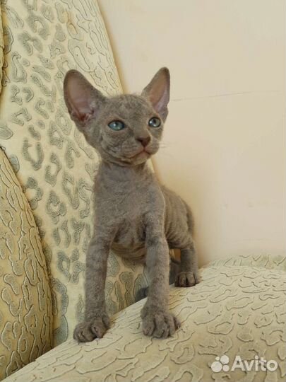 Донской сфинкс котята