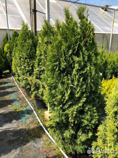 Туя 1,5м