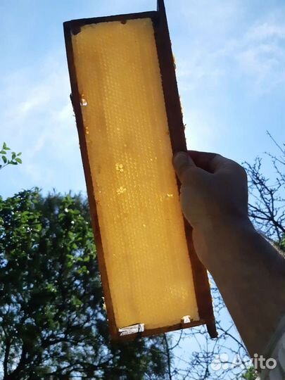 Мёд, забрус, продукты пчеловодства