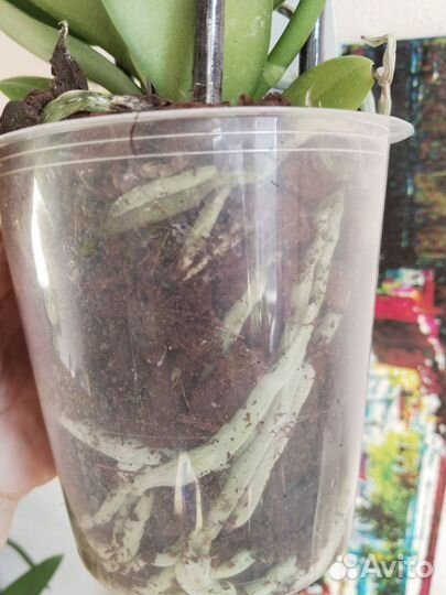 Орхидея фаленопсис Марракеш пять стволов