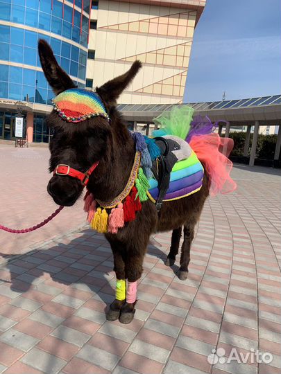 Лошади и пони на праздник