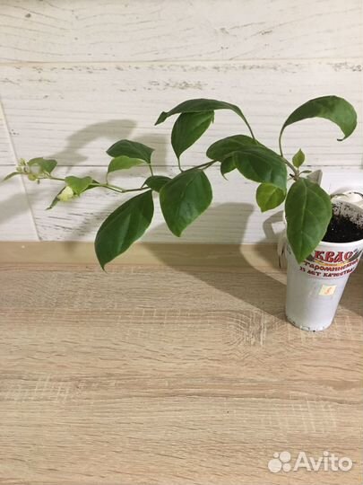 Бугенвиллея