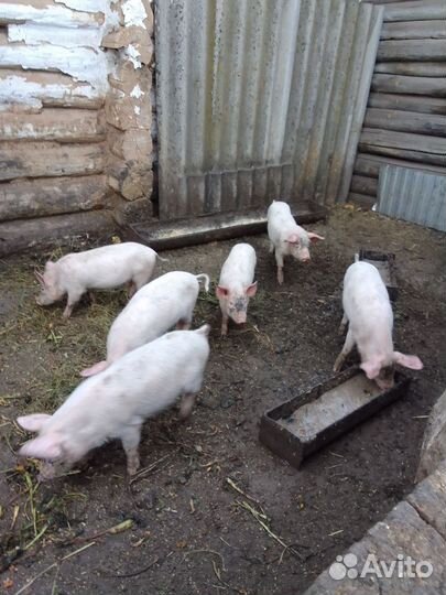Поросята