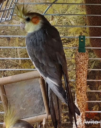 Попугай корелла мальчики