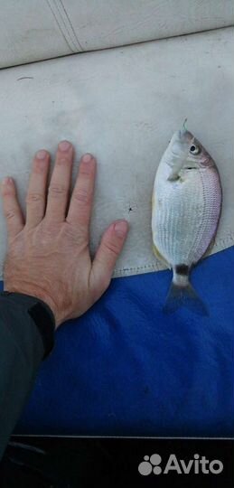 Морская рыбалка, прогулки