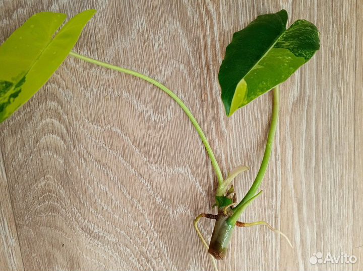 Филодендрон бурле макс вариегатный