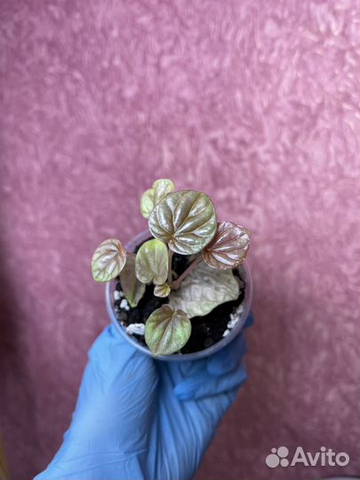 Peperomia Caperata Quito (Пеперомия Квито)