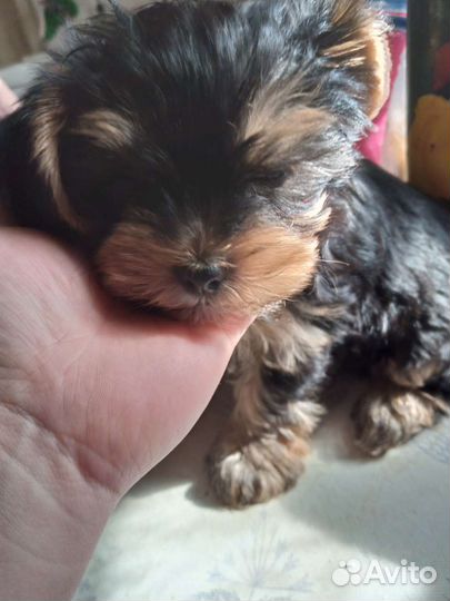 Собаки щенки