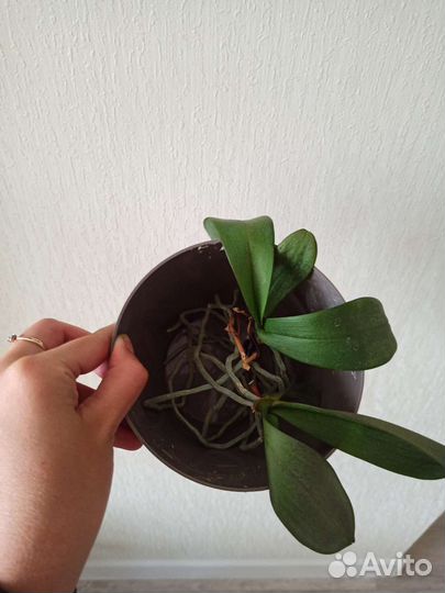 Орхидея фаленопсис детка