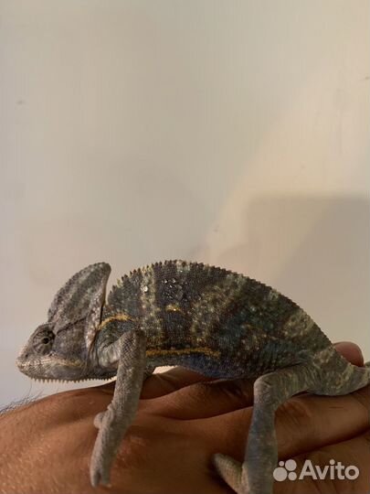 Йеменский хамелеон